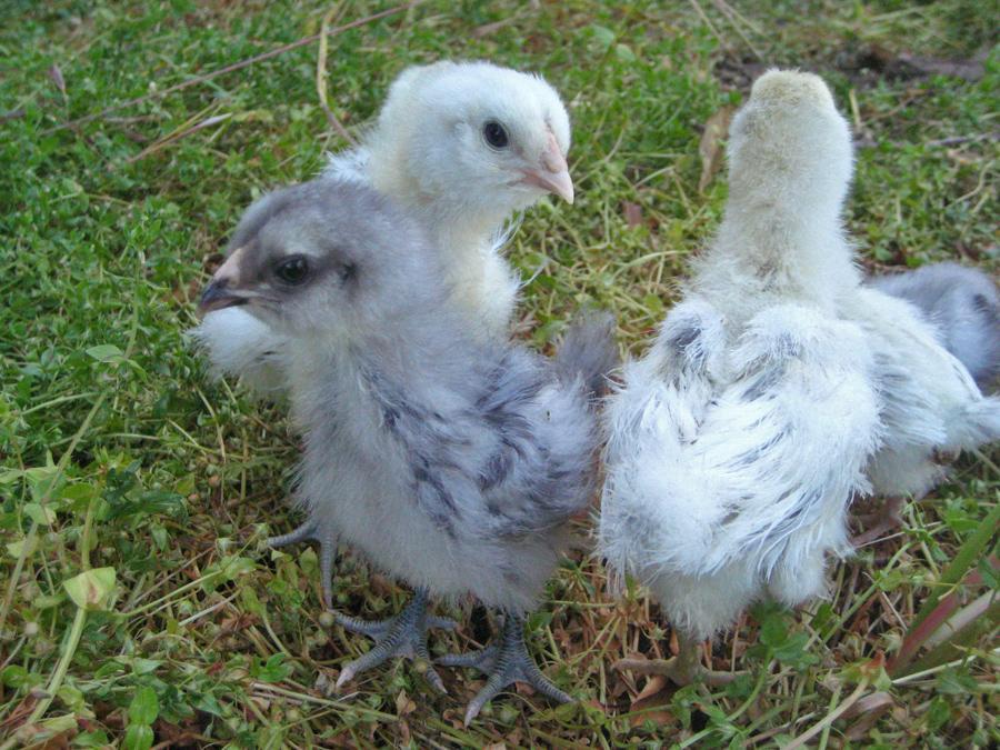 14631_fluffy-chicks3.jpg