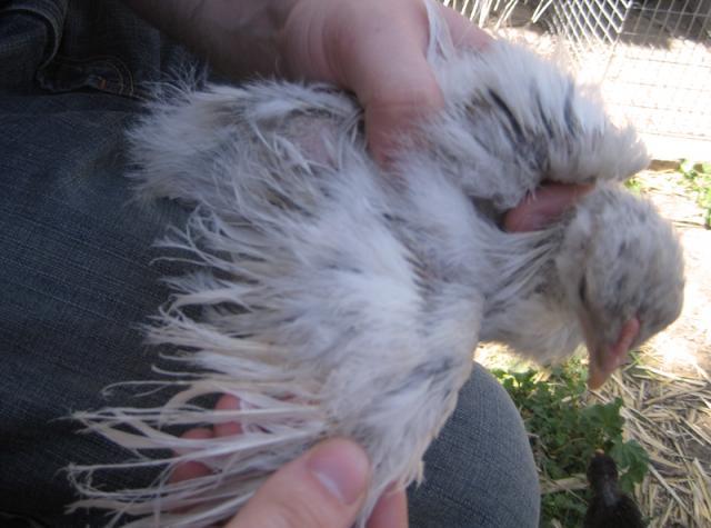 14631_sfa-4week-wing.jpg