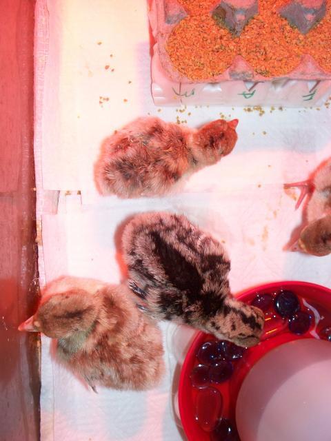 14651_br_poults_2nd_hatch_072009.jpg