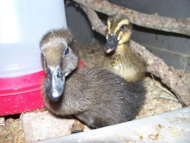 14651_pets_041.jpg