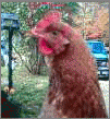 14678_bdfcx.png