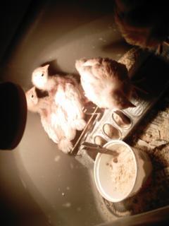 14678_chicken_pics_002.jpg