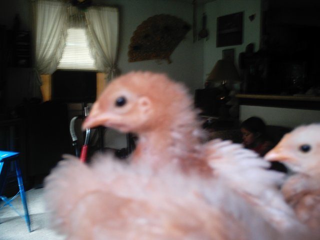 14678_chicken_pics_003.jpg