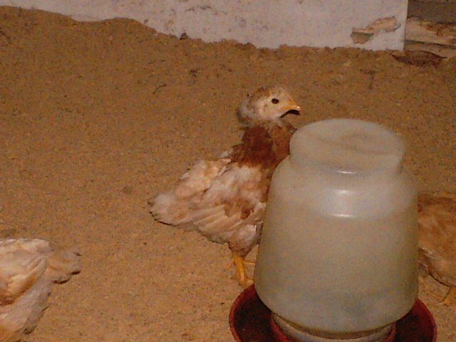 14678_chicken_pics_008.jpg