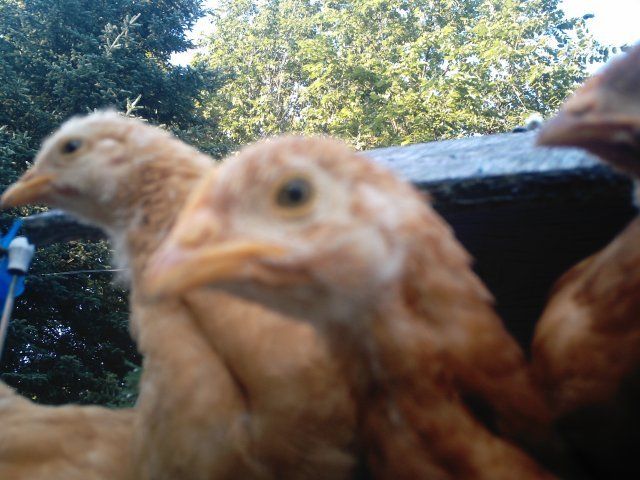 14678_chicken_pics_016.jpg