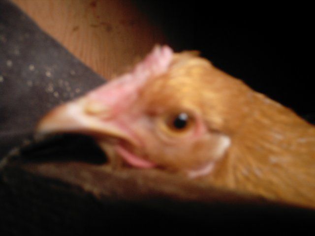 14678_chicken_pics_029.jpg