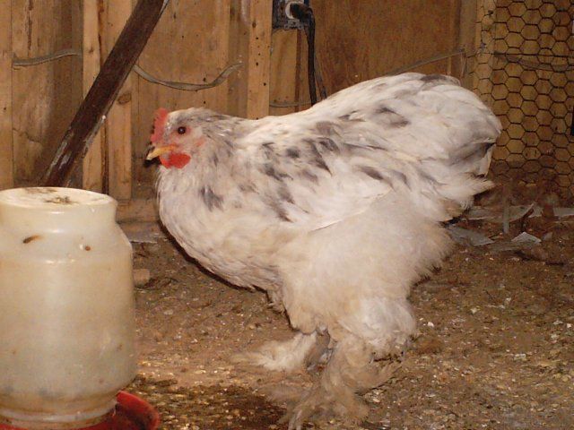 14678_chicken_pics_031.jpg