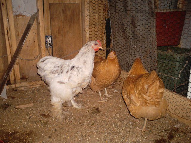 14678_chicken_pics_039.jpg