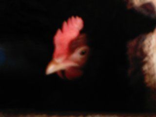 14678_chicken_pics_062.jpg