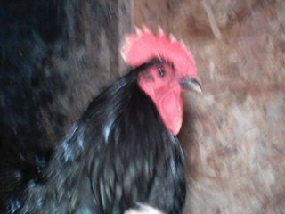 14678_chicken_pics_064.jpg