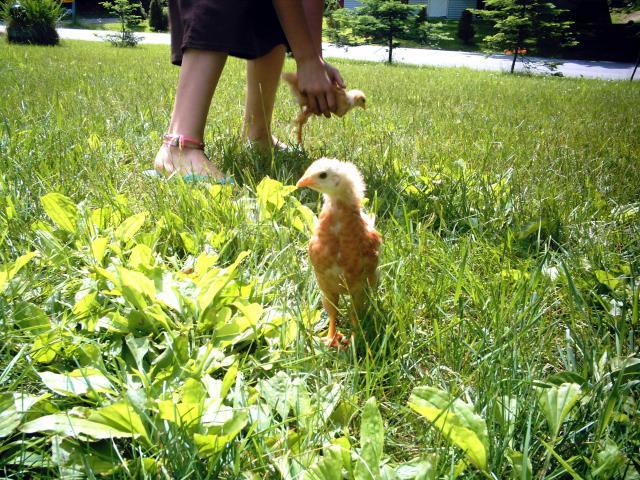14678_chicken_pics_8947.jpg