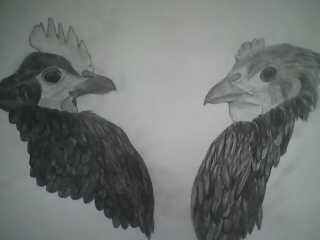14678_chicken_sketch2.jpg