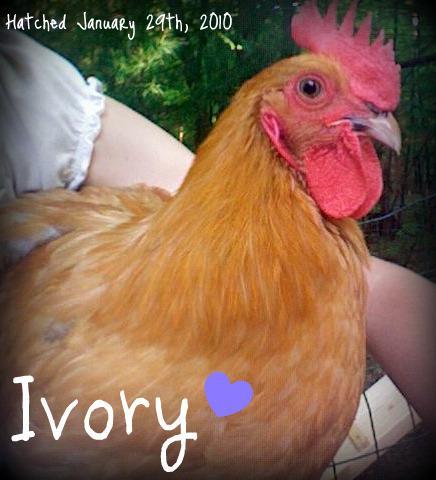 14678_ivory-edited.jpg
