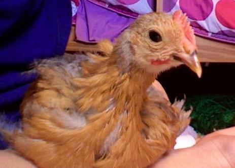 14678_ivory_baby_chick1.jpg