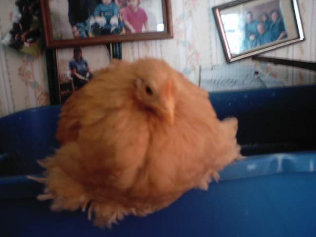 14678_picture_038.jpg