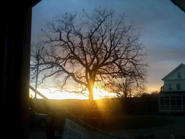 14678_xc2010_tree.jpg
