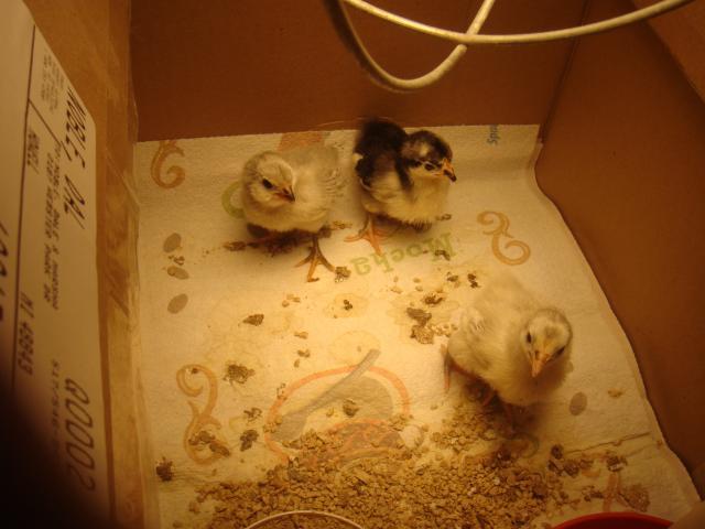 14680_baby_chicks_september_hatch_003.jpg