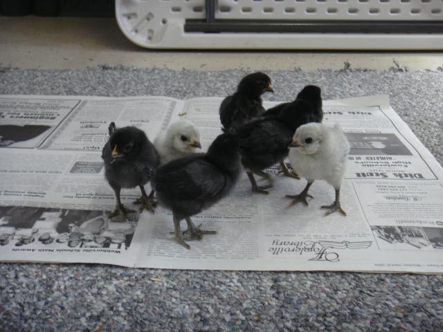 14680_chicks_and_leo_002.jpg
