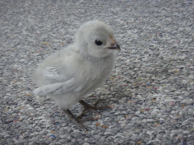 14680_chicks_and_leo_003.jpg