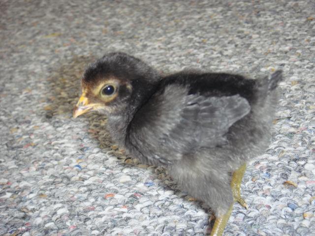 14680_chicks_and_leo_004.jpg