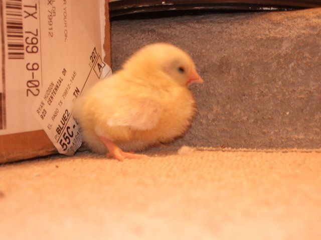 14691_baby_bantam_2.jpg