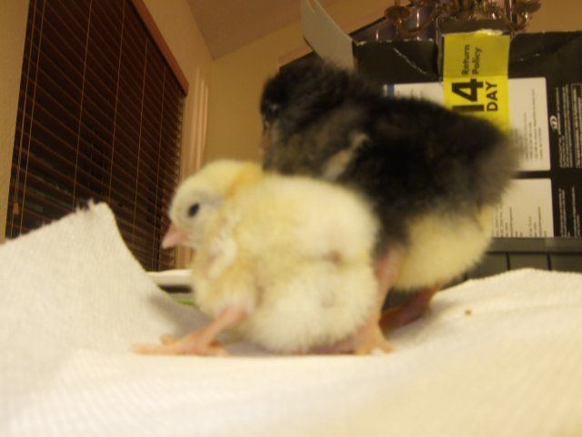 14691_computer_chicks_002.jpg