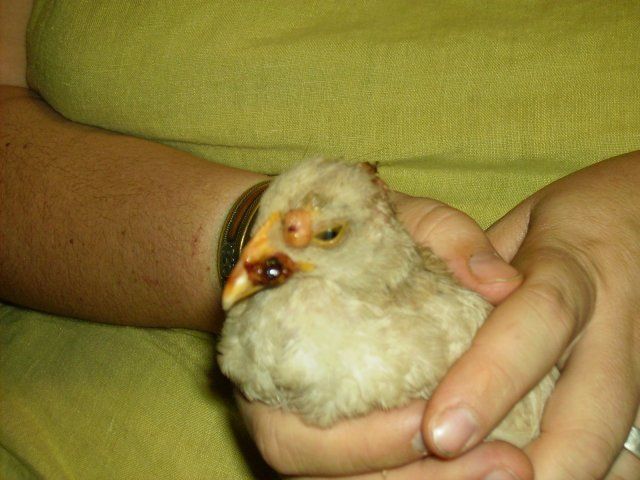 14695_chick.jpg