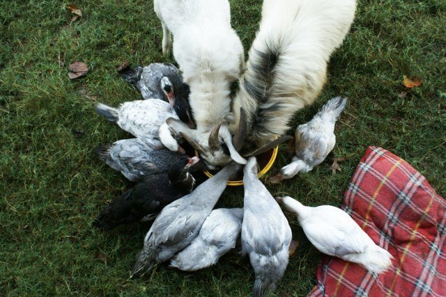 14699_feeding-time.jpg
