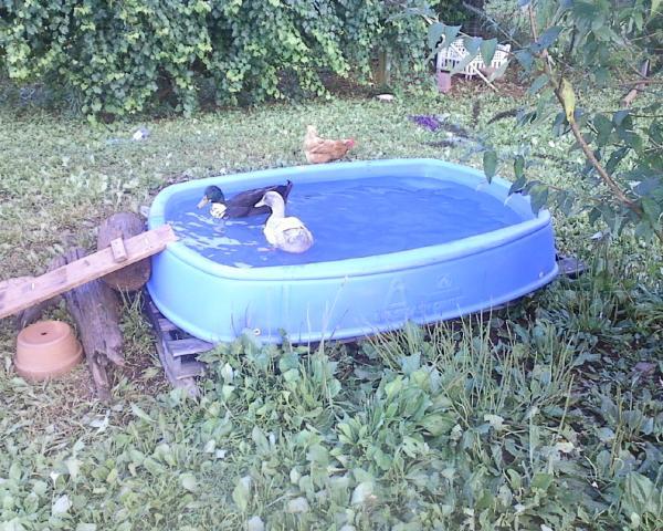 14702_new_duck_pool.jpg
