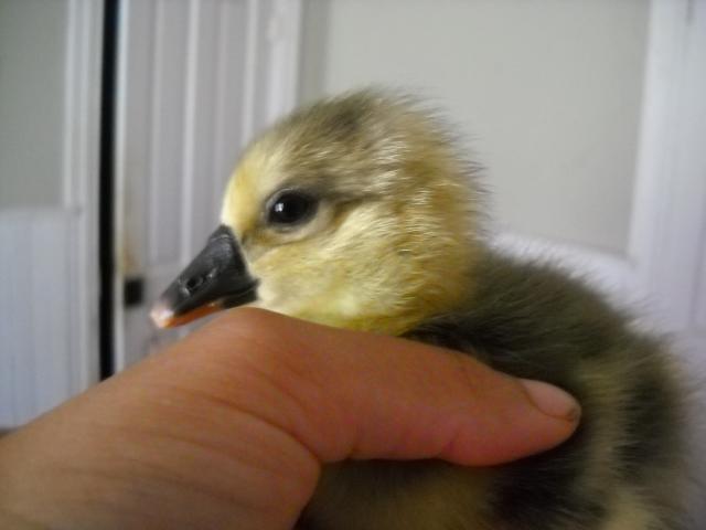 14706_dscn1318.jpg