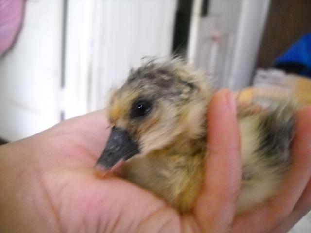 14706_dscn1335.jpg