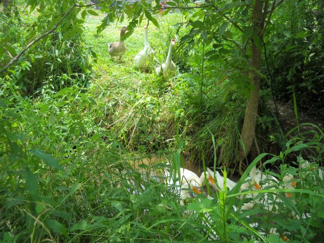 14706_dscn1412.jpg