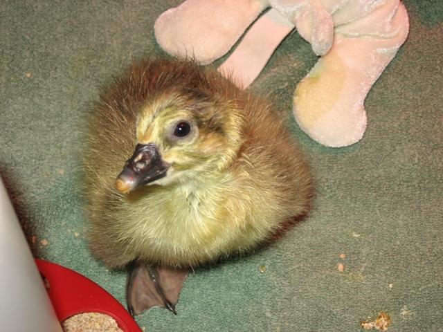14706_gosling_small.jpg