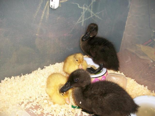 14710_ducklings.jpg