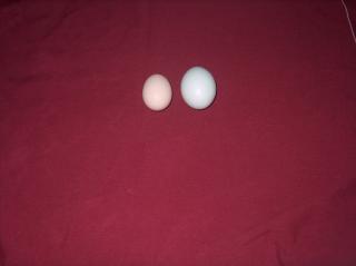 14710_hpim3037.jpg
