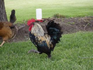 14711_chickens_and_stuff_037.jpg