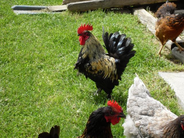 14711_chickens_and_stuff_047.jpg