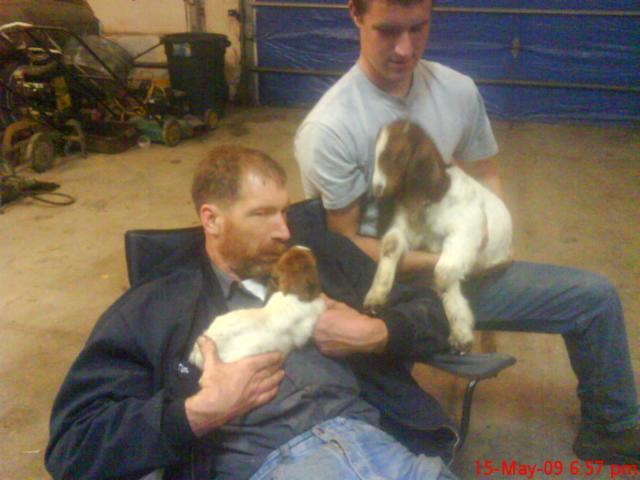14735_goats_002.jpg