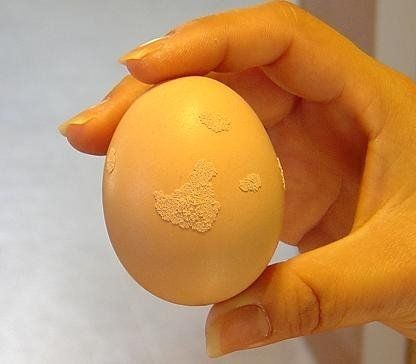 14795_chicken_egg.jpg