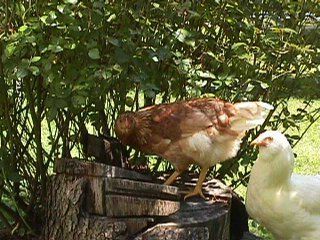 14803_mvc-002s.jpg