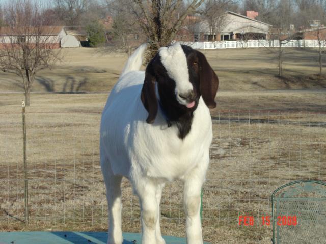 14810_goat_041.jpg