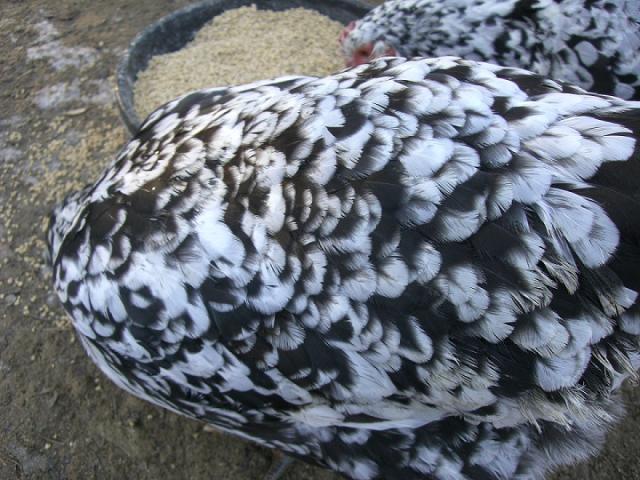 14812_mottling.jpg