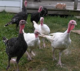 14866_turkeys.jpg