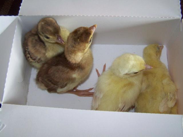 14880_2011_peachicks_003.jpg