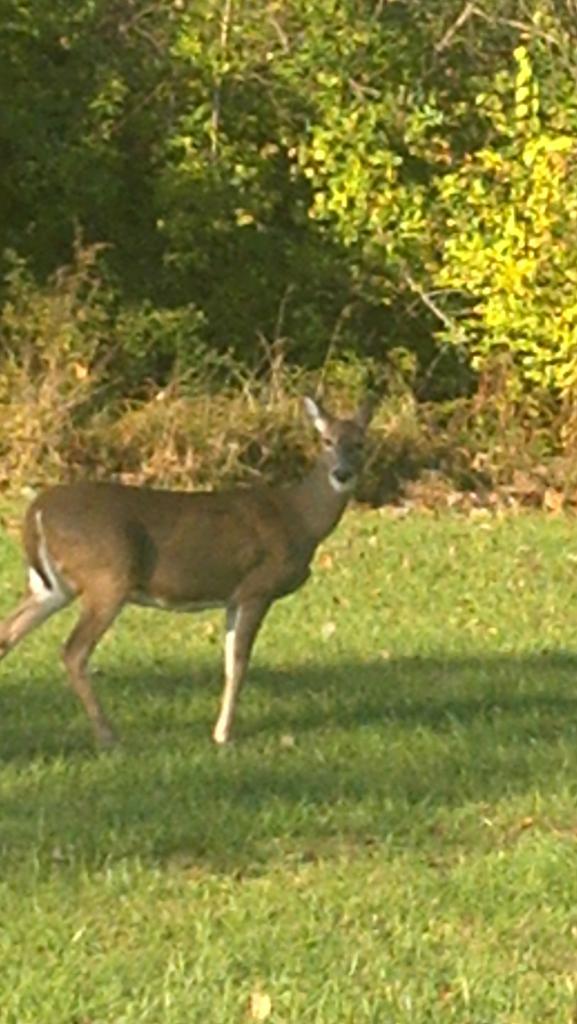 14880_deer.jpg