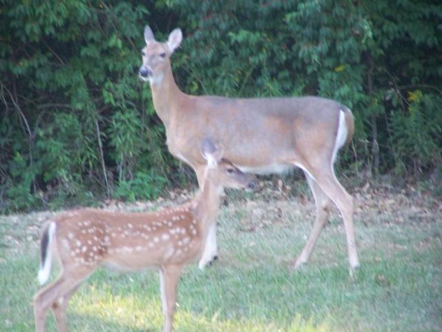 14880_deer_007.jpg