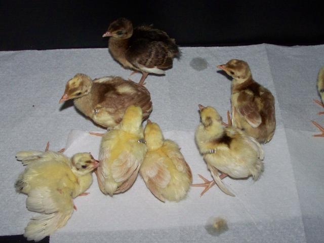 14880_peachicks_014.jpg