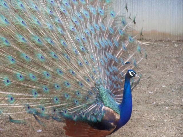 14880_peacocks_017.jpg