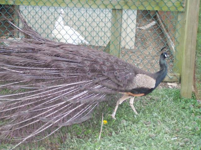 14880_peacocks_025.jpg