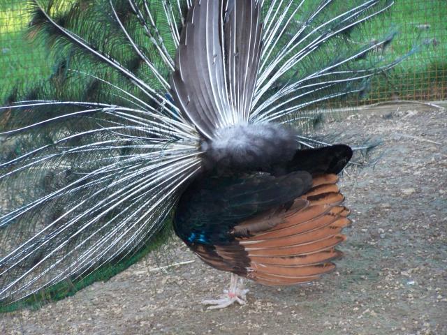 14880_peacocks_031.jpg